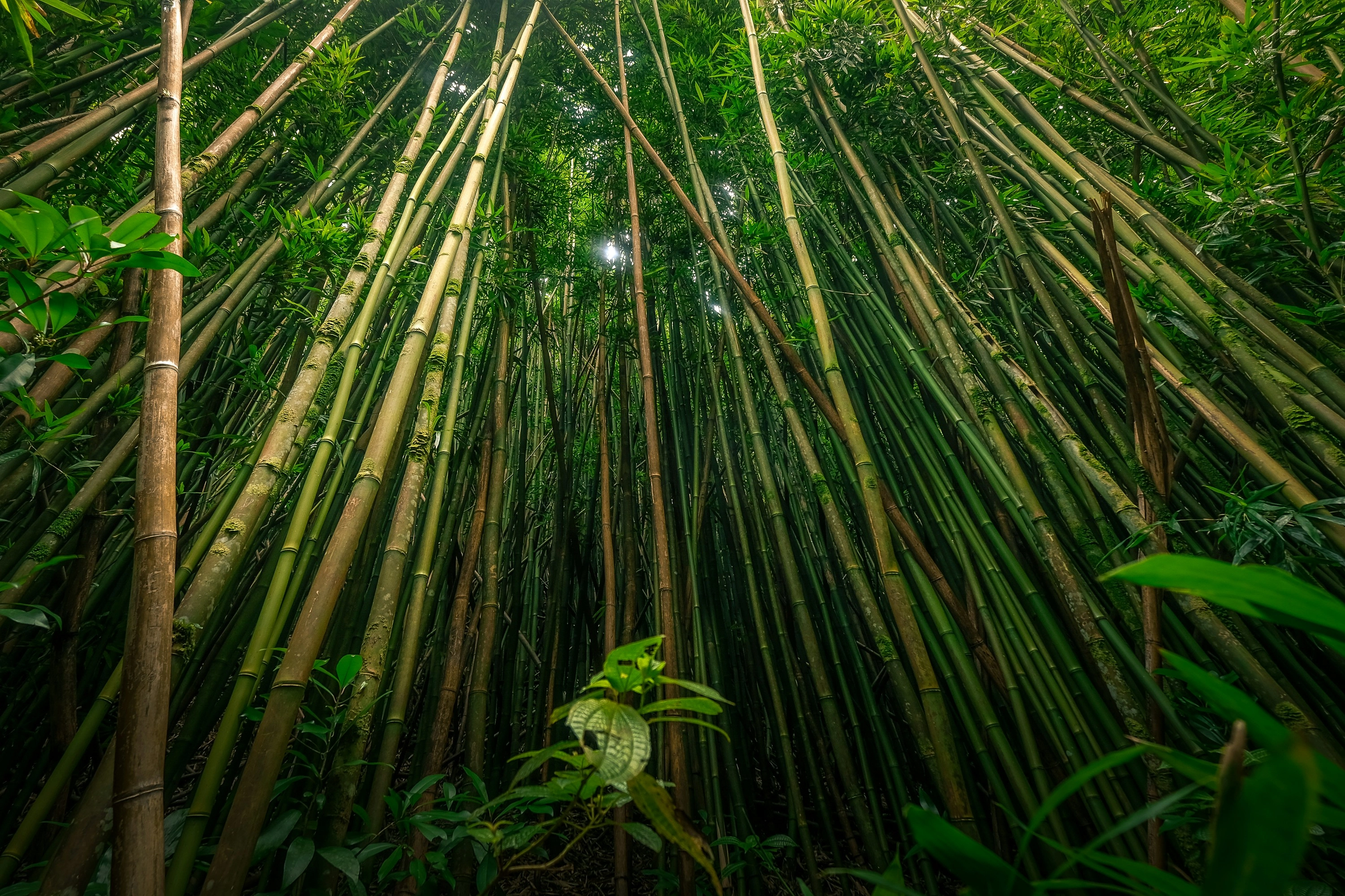 foret de bambou