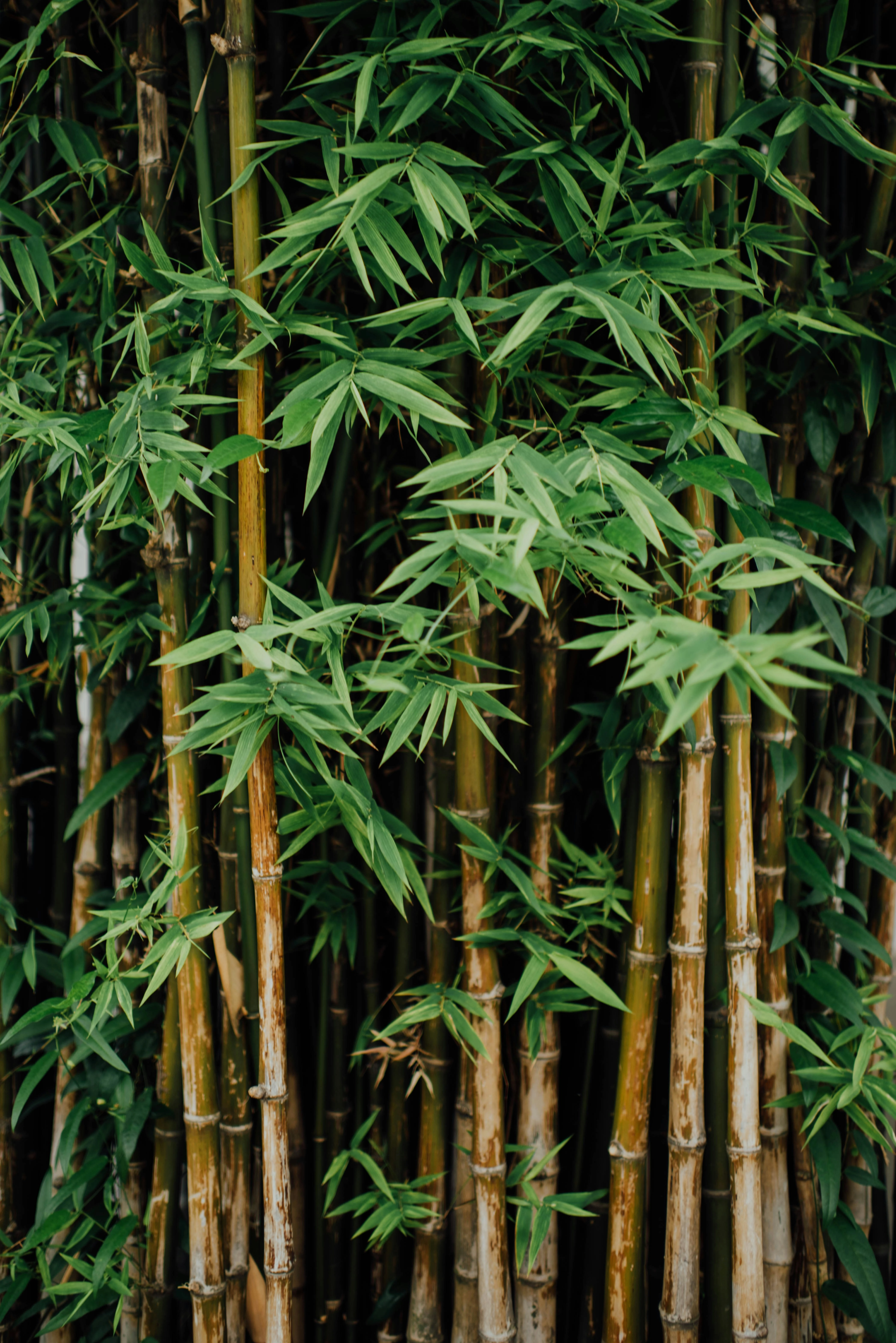 bambou en croissance